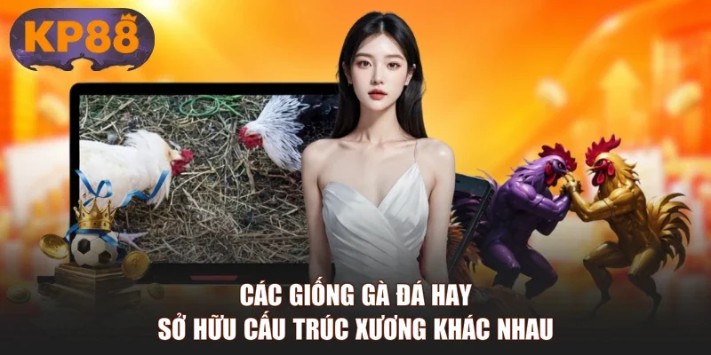 Các giống gà đá hay sở hữu cấu trúc xương khác nhau