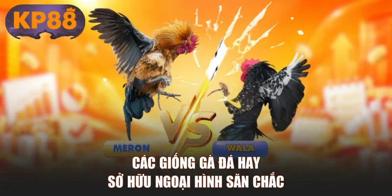 Các giống gà đá hay sở hữu ngoại hình săn chắc