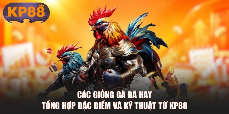 Các Giống Gà Đá Hay Tổng Hợp Đặc Điểm Và Kỹ Thuật Từ KP88