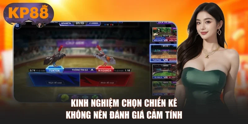 Kinh nghiệm chọn chiến kê không nên đánh giá cảm tính