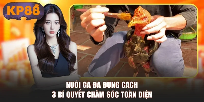 Nuôi Gà Đá Đúng Cách | 3 Bí Quyết Chăm Sóc Toàn Diện