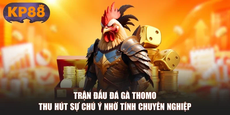 Trận đấu đá gà Thomo thu hút sự chú ý nhờ tính chuyên nghiệp